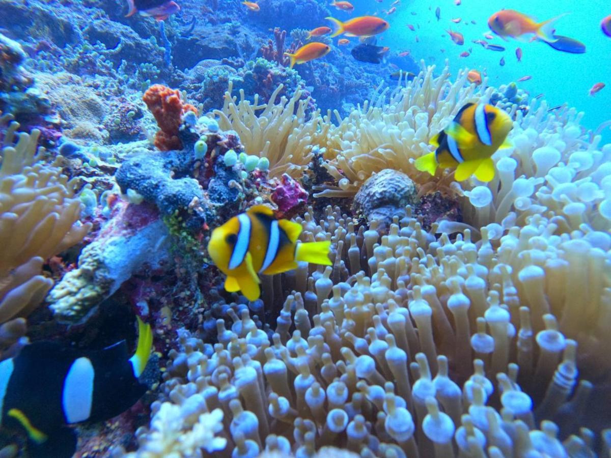 فندق وايت كورال راسدهو Rasdhoo المظهر الخارجي الصورة